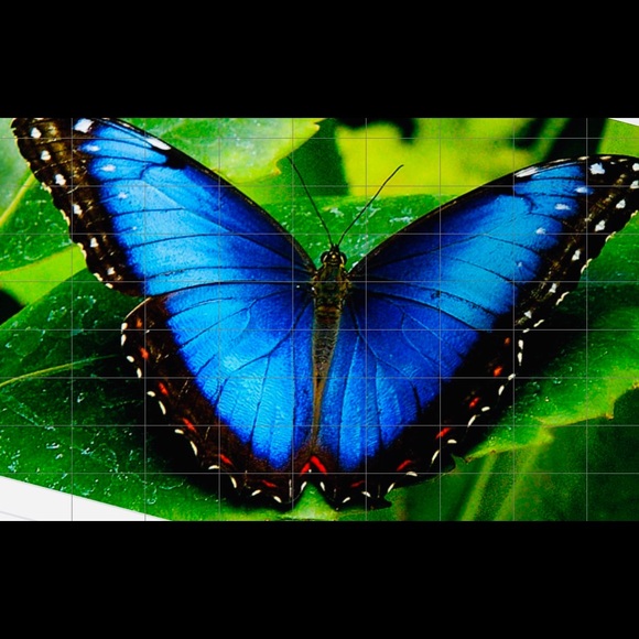 jmariposa757